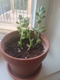 Maybe you would like to learn more about one of these? What Is The Name Of My Succulent Gardening Landscaping Stack Exchange