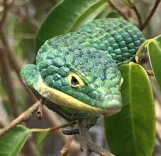 California alligator lizard for sale. Mexican Alligator Lizards For Sale