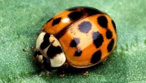 Are Black And Red Ladybugs Poisonous How To Fight Your Way Out Of A Ladybug Infestation Vulcan Termite Pest Control