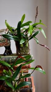 Image result for Bulbophyllum falcatum