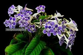 Image result for Streptocarpus goetzei
