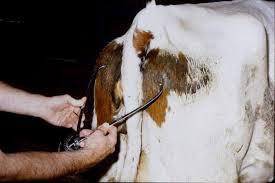 Image result for Pelvimetry