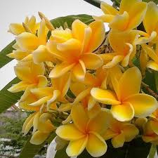 Plumeria Flowers In 2020 Plumeria Flowers Amazing Flowers Beautiful Flowers