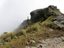 Image result for Hedbergia