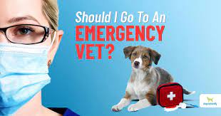 We did not find results for: Read This Before Taking Your Dog To The Emergency Vet Dogs Naturally