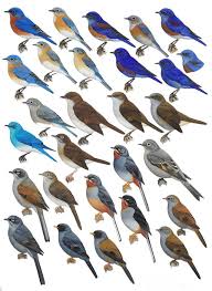 Birds Of The Bahamas Field Guide Bluebirds And Solitaires Handbook Of The Birds Of The World H Douglas Pratt Colorful Birds Birds Backyard Birds