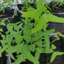 Oleh sebab takjub dengan khasiat daun itu khamarul sanggup keluarkan wang sendiri. Butterfly Wing Information Rama Rama Leaf Butterfly Wing