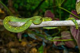 Image result for Disperis katangensis