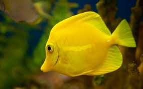 Dream Interpretation Of Fish Dream Interpretation