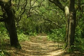 Dec 25, 2020 · wilderness free download. Download Free Photo Of Wilderness Scenic Trail Path Little Greyfield From Needpix Com