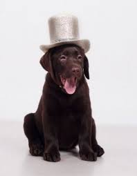 Brown Lab Dog Wear The Thing Dog Dog Top