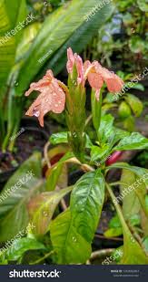 Image result for Crossandra nilotica