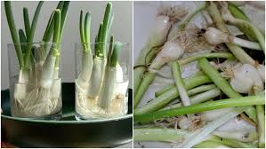 Selama periode yang sangat panas, anda mungkin harus menyirami herbal sekali atau dua kali sehari. Cara Menanam Daun Bawang Dengan Mudah Pakai Sisa Bahan Di Dapur Bisa