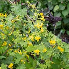 Image result for Ildblomkarse