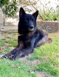 The german shepherd was developed in germany in the 1880's as a herder. Belgium Shepherd Full Black Double Coat