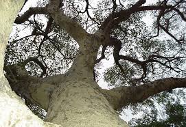 Image result for Ficus sycomorus