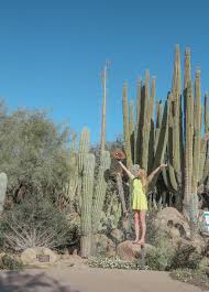We arrived at 9:15 and were able to enter the gardens. Desert Botanical Gardens In Phoenix Destination Dorworth