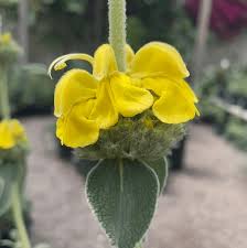 Image result for Phlomis fruticosa