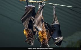 Nipah virus is a scenario introduced in the mutation 1.8 update. Nipah Virus Some Preventive Measures For Nipah Virus