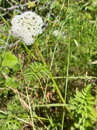 Image result for Oenanthe