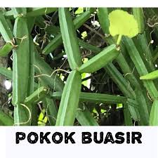Jadilah yang pertama mengulas produk ini. 20 Gram Lebih Pokok Patah Tulang Pokok Buasir Penawar Buasir Shopee Malaysia