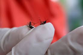 Gejala demam berdarah dengue, demam dengue atau yang dikenal secara umum oleh masyarakat indonesia sebagai demam berdarah merupakan penyakit yang dapat membuat suhu tubuh penderita menjadi sangat tinggi dan pada umumnya disertai sakit kepala, nyeri sendi, otot, dan tulang, serta. Jangan Sampai Telat Kenali 7 Ciri Dbd Pada Anak Harus Dirawat Di Rs Halaman All Kompas Com