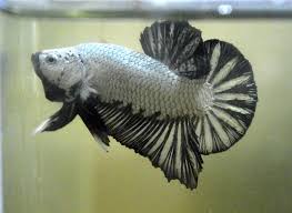 Black Dragon Hmpk Betta Fish Betta Tank Betta