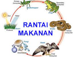 Perubahan Dalam Jaring Jaring Makanan Kurikulum Pelajaran