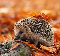 Beautiful Wildlife Autumn Animals Nocturnal Animals Hedgehog Pet