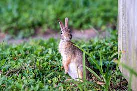 We did not find results for: How To Keep Rabbits Out Of Your Garden