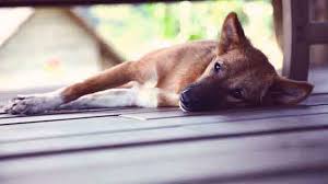 Noticeable weight loss is one of the major signs of canine lymphoma. Heartworm Symptoms The Four Stages Of Heartworm In Dogs Petcarerx