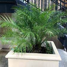 This pigmy date palm brings tropical vibes into any space. Pygmy Date Palm Care Tips On Growing Phoenix Roebelenii