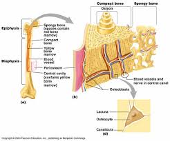 The endosteum (plural endostea) is a thin vascular membrane of connective tissue that lines the inner surface of the bony tissue that forms the medullary cavity of long bones. Lesson 4 Bone Tissue Function Osteoporosis Cells Tissue Anatomy Growth Remodeling Skeleton Articulations Clinical Bone Tissue Anatomy Tissue Components Bone Tissue Is A Type Of Connective Tissue That Contains Lots Of Calcium And