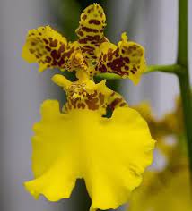 Fiore di orchidea pieno fiore nell'allevamento di orchidee. Piante Con Fiori Gialli Pagina 3 Di 5