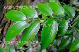 Image result for Nageia