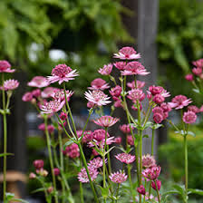 Image result for Astrantia majon `Abbey Road`
