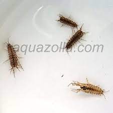 aselles cours d eau cloporte aquariums