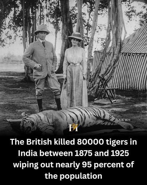 Tiger hunting at Nilgiris in British Raj era.