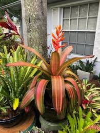 What would ammend this soil for better soil condition for raising various cactus/succlents.?? 900 Bromeliads And Tallandsias Ideas In 2021 Bromeliads Plants Air Plants