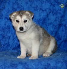 White pomeranian puppy male dob 10/12/2020 3 lbs has a chip and all vaccinations. Tawny German Shepherd Husky Puppy For Sale In Honey Brook Pa Happy Valentines Day Happyvalentinesday2016i