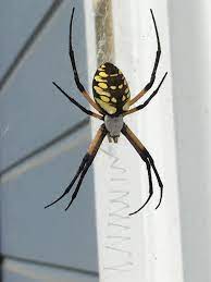 Pin By Izzy Mee On X E N Collab In 2021 Garden Spider Spider Beast