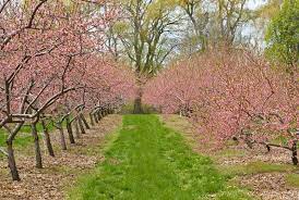 Check spelling or type a new query. Dallas Fruit And Vegetable Grower Growing Cherry Trees In Dallas And Texas