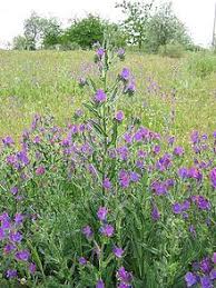 Musk thistle can be controlled by digging the plant out of your flowerbeds. List Of Plants Poisonous To Equines Wikipedia