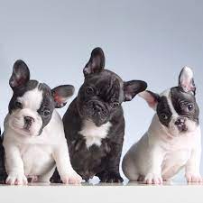 Bouledogue or bouledogue français) is a breed of domestic dog, bred to be companion dogs. Rare Colors In French Bulldogs