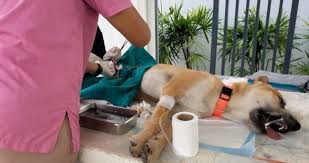 The citizens of san antonio can get the treatment done, even if it is spay and neutering, at no cost. Welcome To Our Blog San Antonio Wellness Spay Neuter Clinic