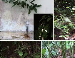 Image result for Marantochloa purpurea