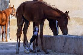 Begini ternyata prosesi kuda kawin (suharno stable). Saat Anak Kuda Mendapat Kaki Palsu