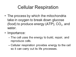Why Is Atp Important For Cellular Respiration Wasfa Blog