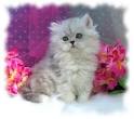 Persian Kittens For Sale - Luxury Doll Face Persian ...