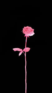 Rose Wallpaper Latar Belakang Wallpaper Ponsel Karya Seni 3d
